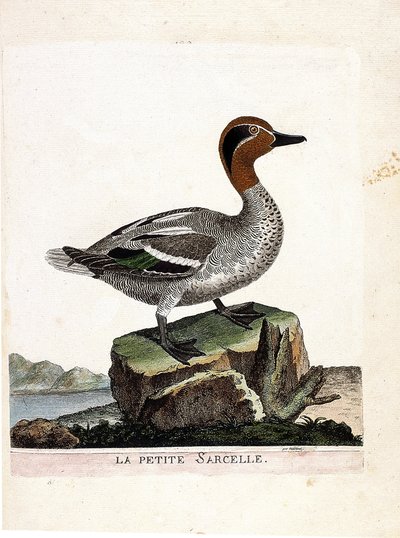 Zoologische Tafel (Ornithologie): Die Krickente (Anas crecca). Illustration in „Die Geschichte der Vögel“ von Francois Nicolas Martinet (1731-1800). Private Sammlung. von Francois Nicolas Martinet