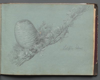 Album mit Ansichten von Rom und Umgebung, Landschaftsstudien, Seite 49a: Studie eines immergrünen... von Franz Johann Heinrich Nadorp