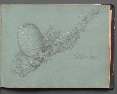 Album mit Ansichten von Rom und Umgebung, Landschaftsstudien, Seite 49a: Studie eines immergrünen Zweigs mit Zapfen von Franz Johann Heinrich Nadorp