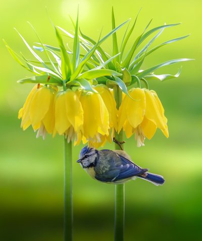 Blaumeise gelbe Blüten von Franziskus Pfleghart