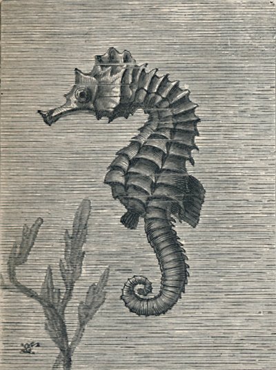 Das Seepferdchen, unverhüllt, ruhig schwimmend, um 1900-1910 von Fred Enock