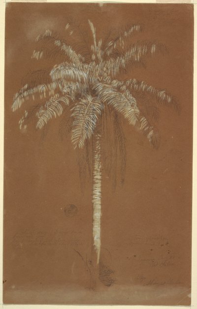 Abaye-Palme, Mt. Salus, Jamaika von Frederic Edwin Church