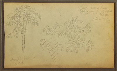 Botanische Skizzen, 1857 von Frederic Edwin Church