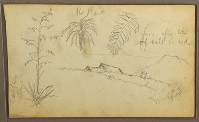 Botanische Skizzen, 1857 von Frederic Edwin Church