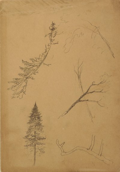 Botanische Skizzen, 1888 von Frederic Edwin Church