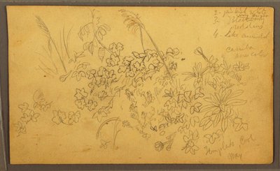 Zeichnung, Botanische Skizzen, Mai 1857 von Frederic Edwin Church