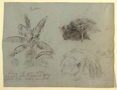 Zeichnung, Botanische Skizzen, Südamerika, Mai 1853? von Frederic Edwin Church