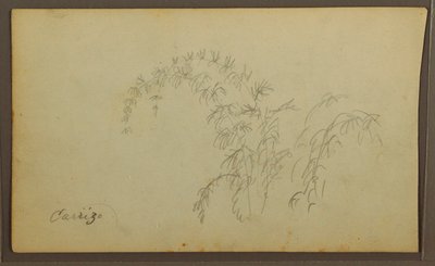 Zeichnung, Botanische Skizzen; Rückseite: Botanische Skizzen, 1857 von Frederic Edwin Church