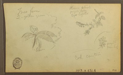 Zeichnung, Botanische Skizzen; Rückseite: Botanische Skizzen, 1857 von Frederic Edwin Church