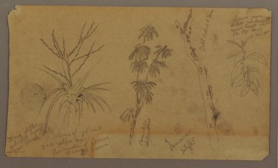 Zeichnung, Botanische Skizzen; Rückseite: Wolken, Juli 1865 von Frederic Edwin Church