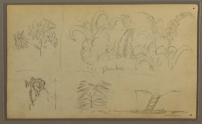 Zeichnung, Botanische Skizzen; Rückseite: Eidechse, Palme, 1857 von Frederic Edwin Church