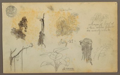 Botanische Skizzen aus Kolumbien: Bambusbäume, Stämme und Details, Juli 1853 von Frederic Edwin Church