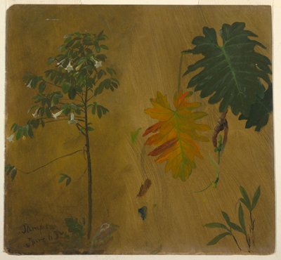 Zeichnung, Botanische Studien aus Jamaika, Westindien, Juni 1865 von Frederic Edwin Church