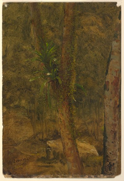 Dschungelszene, Juni 1865 von Frederic Edwin Church
