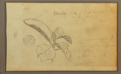 Blätter, 1857 von Frederic Edwin Church