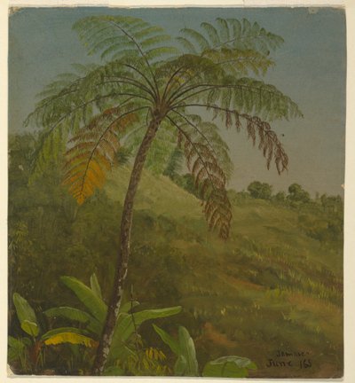 Palmenbaum, Jamaika, Juni 1865 von Frederic Edwin Church