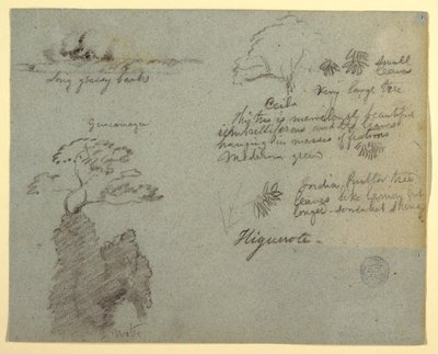 Flussufer und botanische Skizzen aus Higuerote, Ecuador, Mai 1853 von Frederic Edwin Church