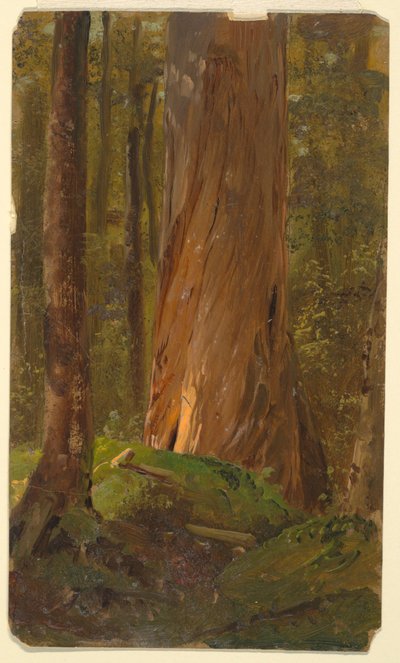 Zeichnung, Studie in den Wäldern von Maine von Frederic Edwin Church