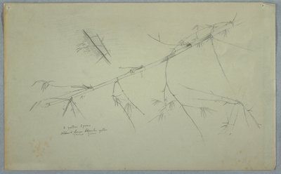 Studie von Bambus, Jamaika, Mai–August 1865 von Frederic Edwin Church