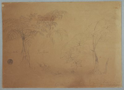 Studie von zwei Bäumen und drei Pflanzen, in der Nähe von Jorje, Ecuador, 23. Juli 1857 von Frederic Edwin Church
