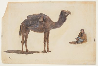Zeichnung, Studie eines Dromedars von Frederic Edwin Church
