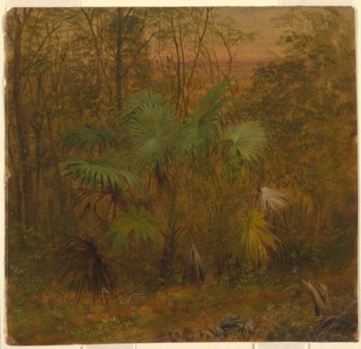 Thatch-Palme, Jamaika, Mai 1865 von Frederic Edwin Church