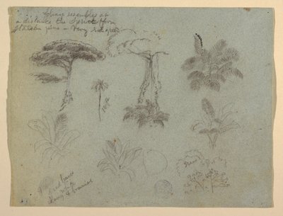 Zeichnung, Baumstudien vom Rio Magdalena aus gesehen, Kolumbien, 1853 von Frederic Edwin Church