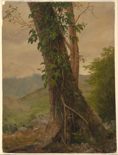 Baum mit Reben, Jamaika, Westindische Inseln, Mai 1865 von Frederic Edwin Church