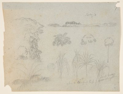 Studie mit Baumwipfeln, Bäumen, fünf Pflanzendesigns und einer fernen Insel von Frederic Edwin Church