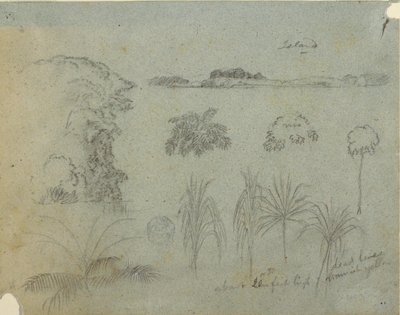 Studie mit Baumwipfeln, Bäumen, fünf Pflanzenentwürfen und einer fernen Insel von Frederic Edwin Church