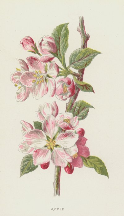 Apfel von Frederick Edward Hulme