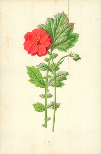 Nelkenwurz von Frederick Edward Hulme