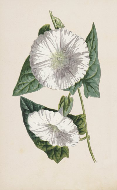 Winde von Frederick Edward Hulme