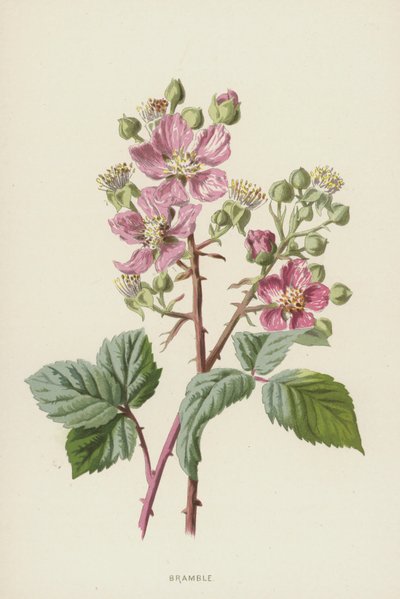 Brombeere von Frederick Edward Hulme