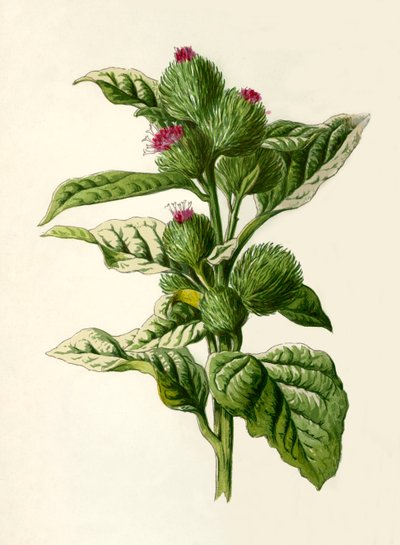 Klette, 1877 von Frederick Edward Hulme