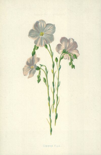 Gemeiner Flachs von Frederick Edward Hulme