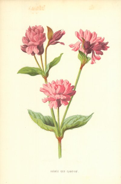 Rote Lichtnelke von Frederick Edward Hulme