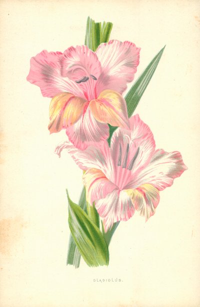 Gladiole von Frederick Edward Hulme