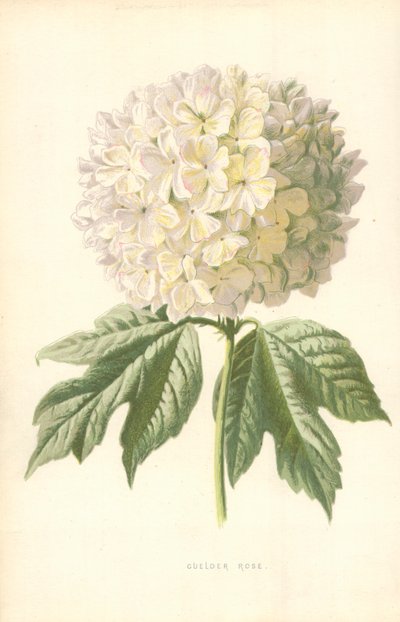 Schneeball von Frederick Edward Hulme