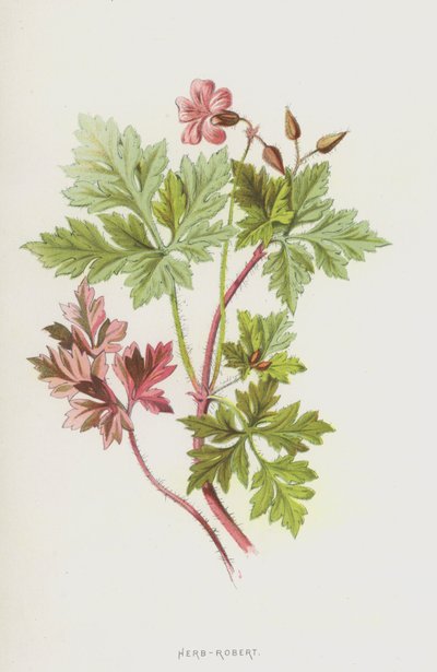 Storchschnabel von Frederick Edward Hulme