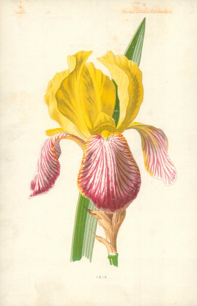 Iris von Frederick Edward Hulme