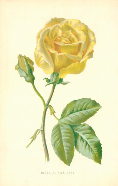 Marechal Niel Rose von Frederick Edward Hulme