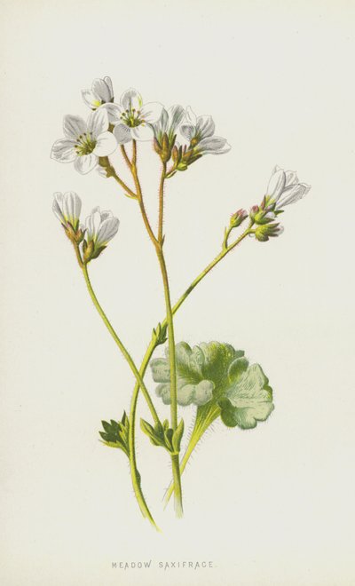 Wiesen-Steinbrech von Frederick Edward Hulme