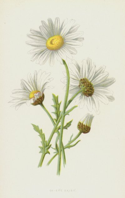Margerite von Frederick Edward Hulme