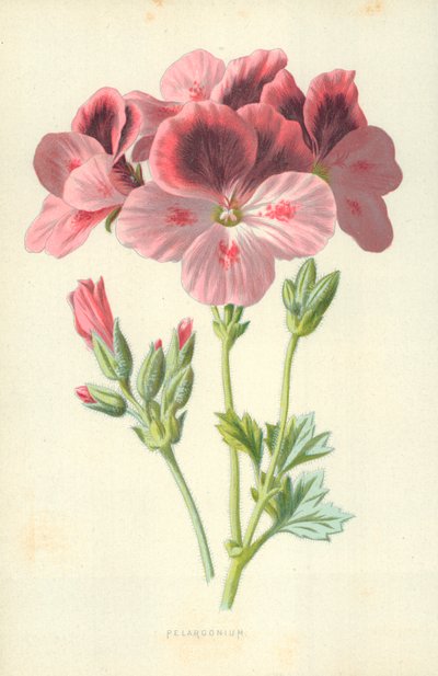 Pelargonie von Frederick Edward Hulme