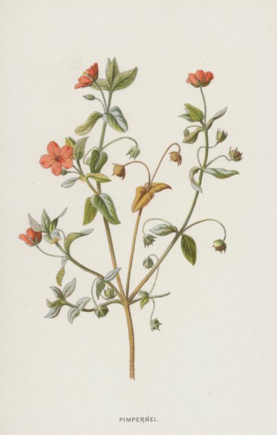 Gauchheil von Frederick Edward Hulme