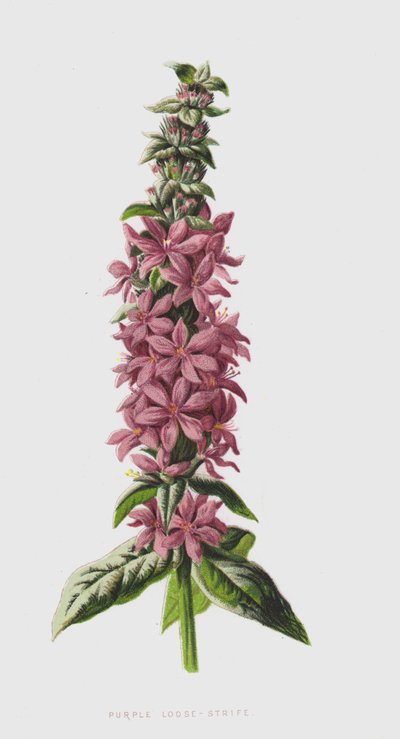 Blutweiderich von Frederick Edward Hulme