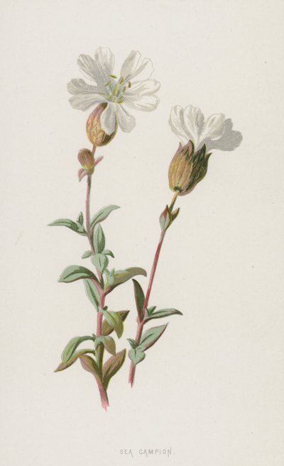 Strand-Nelke von Frederick Edward Hulme