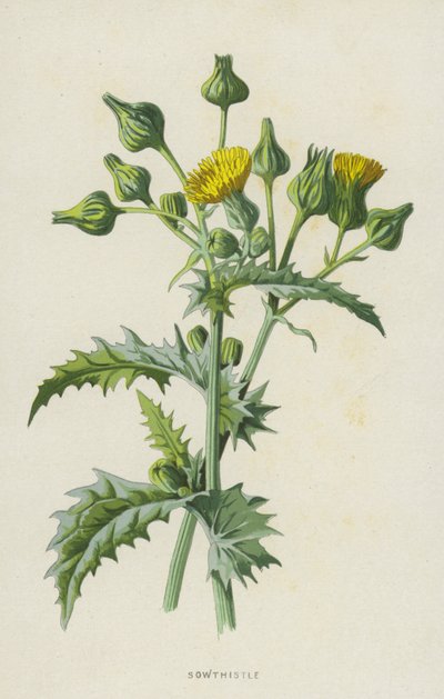 Gänsedistel von Frederick Edward Hulme