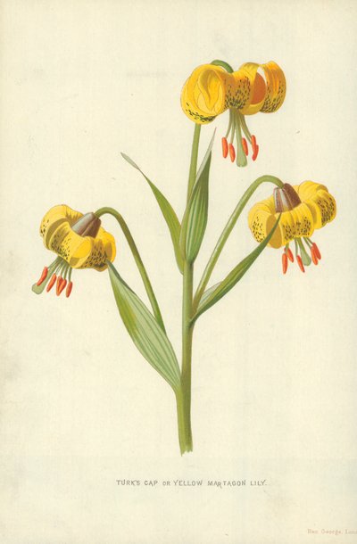Türkenbundlilie oder Gelbe Martagon-Lilie von Frederick Edward Hulme